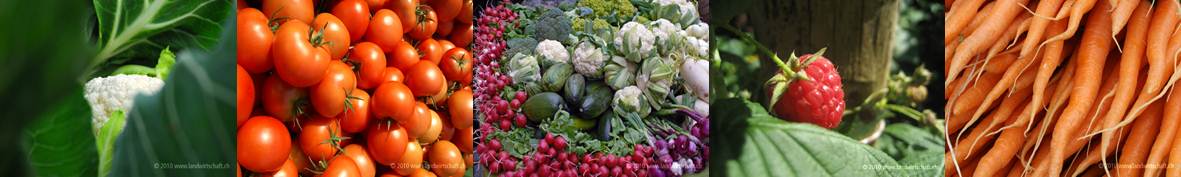Bilderserie Einfuhr Obst und Gemüse